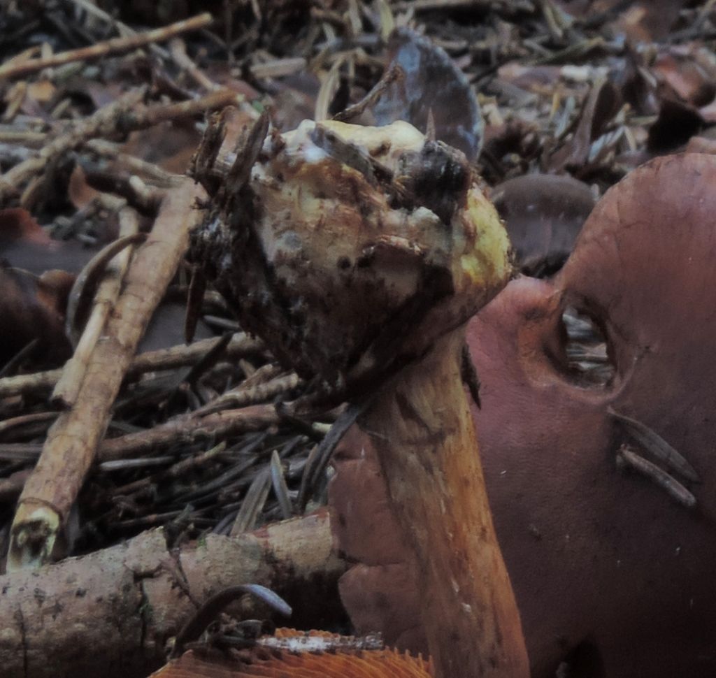 Cortinarius di conifera